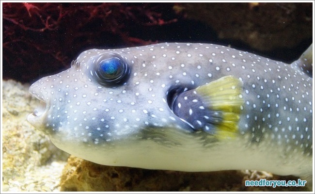 Blowfish이미지입니다.