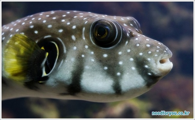 Blowfish이미지입니다.