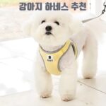강아지 하네스 추천