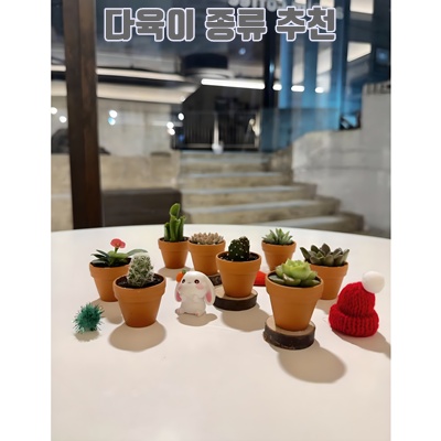 1.미니정글 귀여운 초미니다육 식물 독일토분, 1개, 초미니다육 독일토분_이미지(imge)입니다.