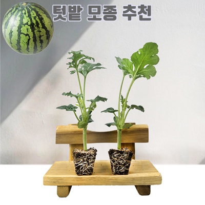 1.접목애플수박모종 / 티움육묘장 / 대량구매가능, 5개_이미지(imge)입니다.