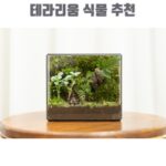 테라리움 식물 추천