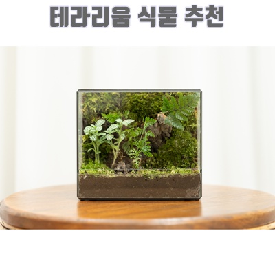 1.정린네 모글모글 세미 밀폐형 (대) 이끼 테라리움 비바리움 식물 집들이 선물, 1개_이미지(imge)입니다.