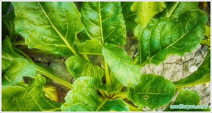 Vitamins for Eye Health